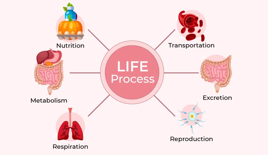 Grade 10 Quiz – Cell structure