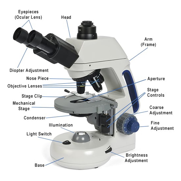G10 Question & Answer on a Microscope