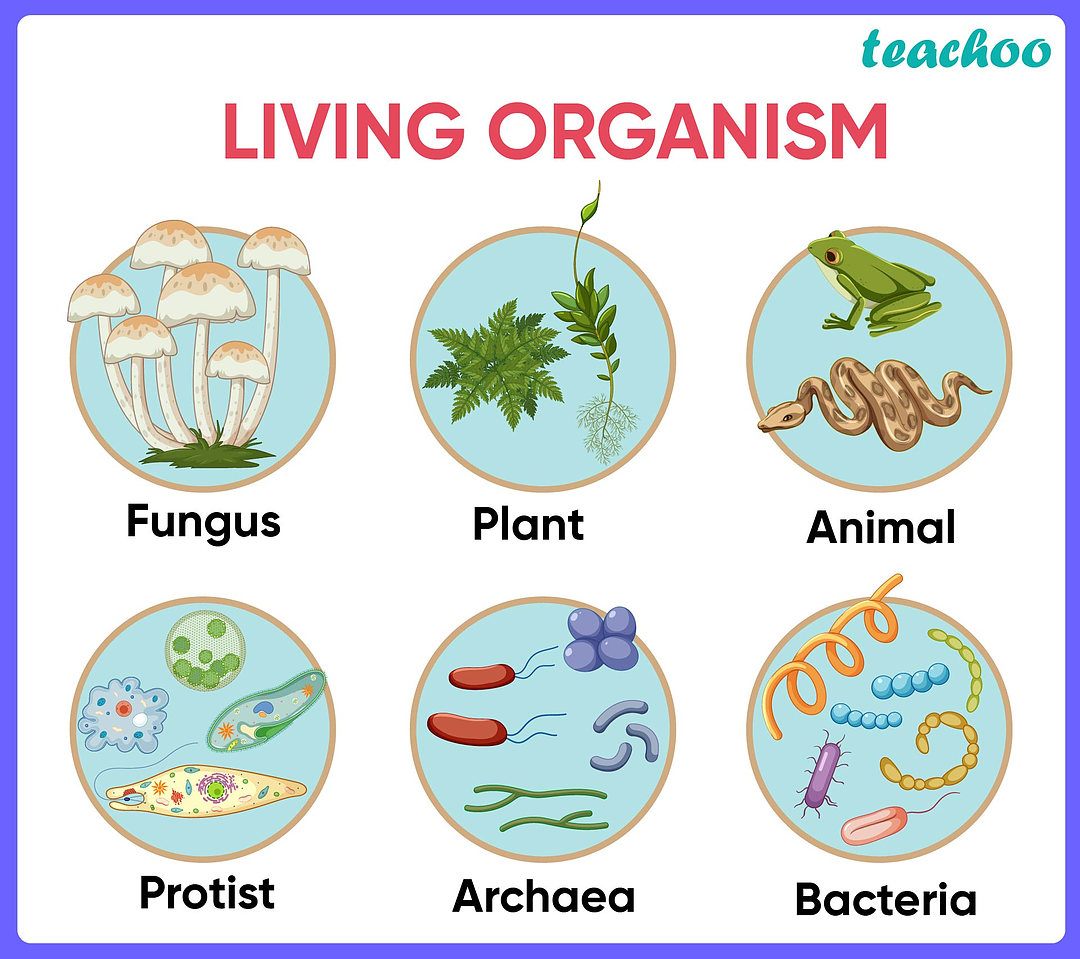 G10 Quiz 1  – Living Organisms and Life Processes